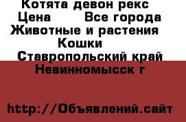 Котята девон рекс › Цена ­ 1 - Все города Животные и растения » Кошки   . Ставропольский край,Невинномысск г.